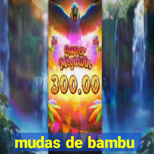 mudas de bambu